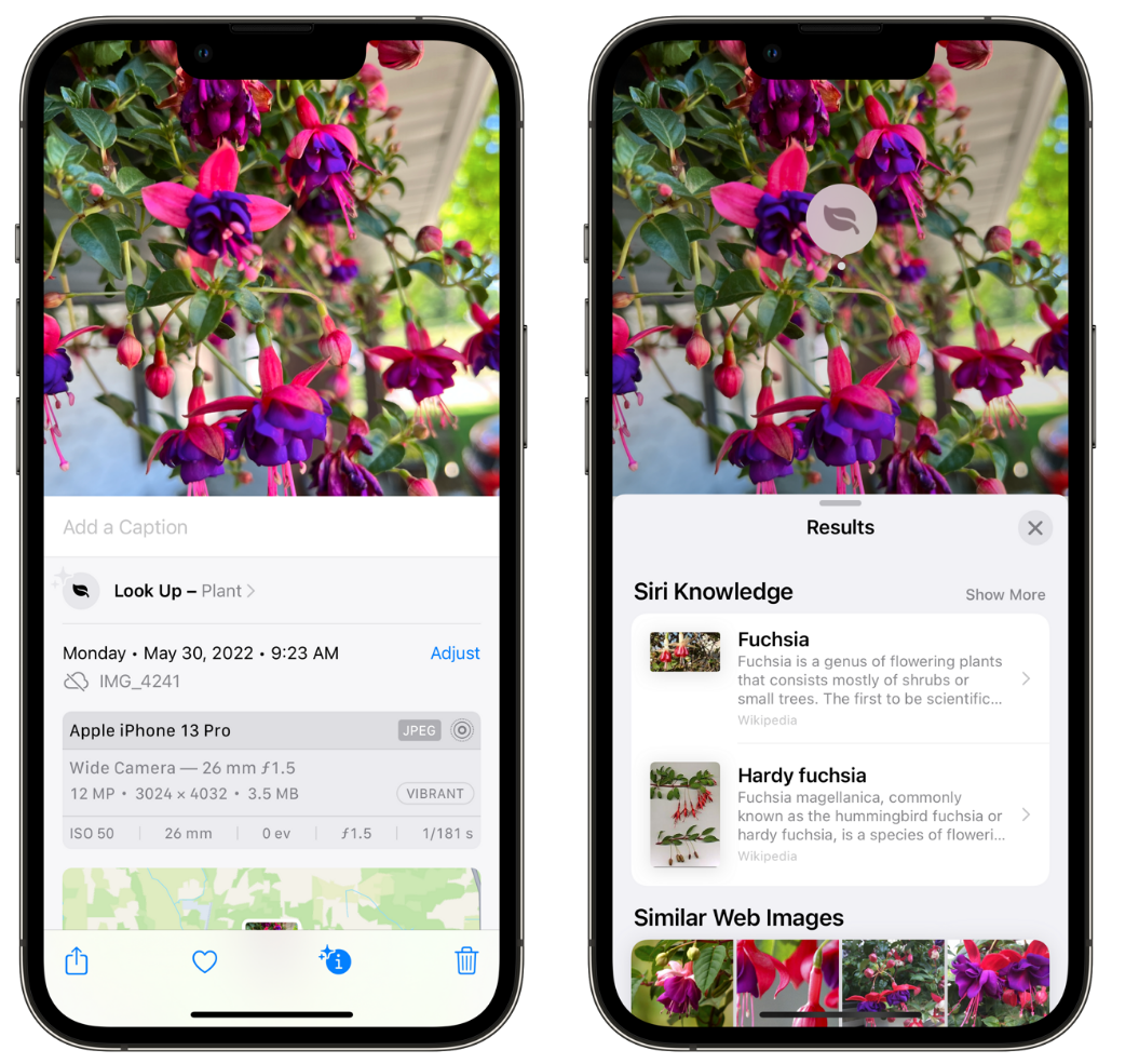 郸城苹果手机维修分享小技巧：使用 iPhone 相机识别花卉植物 